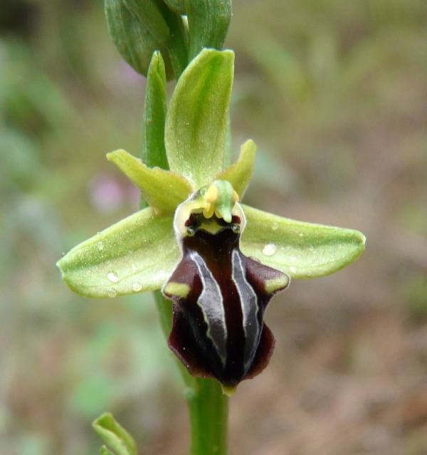 Orchidee di Creta: tra mitologia, montagne e natura, marzo 2015